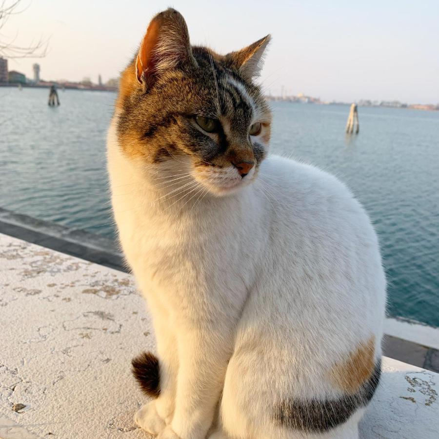 Sepa Chioggia Calle Moretti 외부 사진